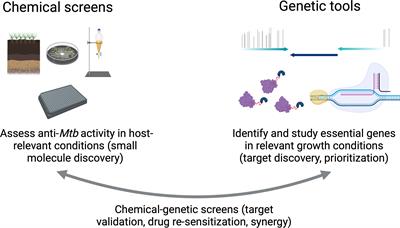 Failing upwards: Genetics-based strategies to improve antibiotic discovery and efficacy in Mycobacterium tuberculosis